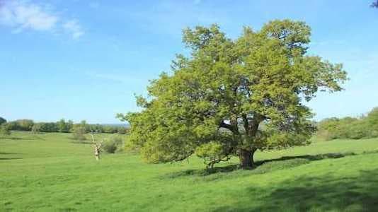 Meşe Ağacının Mevsimsel Değişimi Belgesel