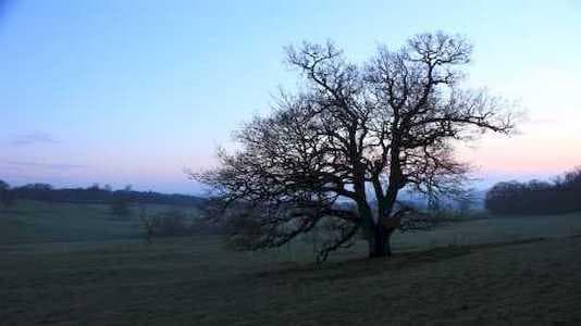 Meşe Ağacının Mevsimsel Değişimi Belgesel