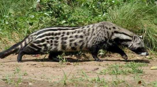 Vahşi Dünya Vahşi Dünya