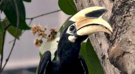 Vahşi Dünya Vahşi Dünya