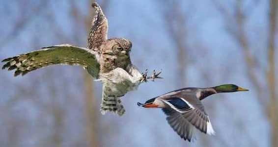 Vahşiler Belgesel Vahşiler Belgesel