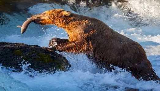 Vahşiler Belgesel Vahşiler Belgesel