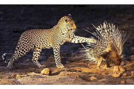 Vahşiler Belgesel Vahşiler Belgesel